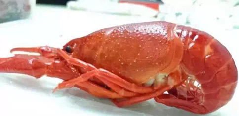 小龙虾全世界都爱吃：2018小龙虾价格,小龙虾正确吃法图解
