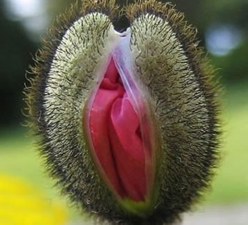 女人十大名器详解:不一样的外阴形状不一样的感觉 女人十大名器详解:不一样的外阴形状不一样的感觉