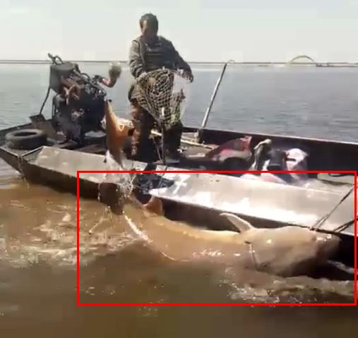 渔民捕1028斤鳇鱼：鱼行老板出价28万元收购（图）