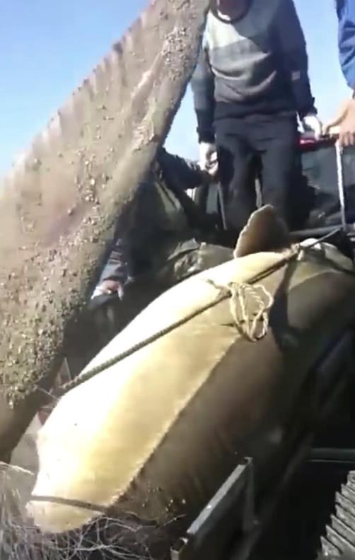 渔民捕1028斤鳇鱼：鱼行老板出价28万元收购（图）