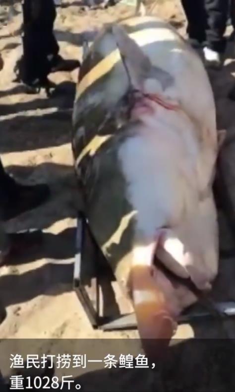 渔民捕1028斤鳇鱼：鱼行老板出价28万元收购（图）