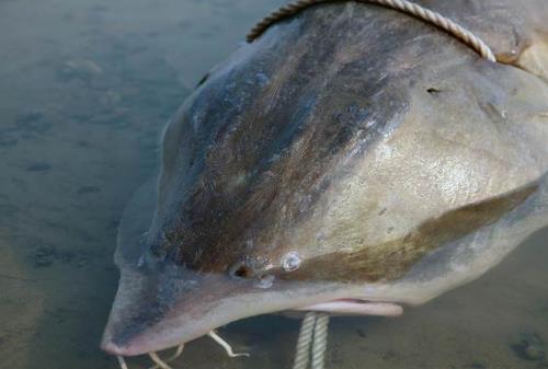 渔民捕1028斤鳇鱼：鱼行老板出价28万元收购（图）