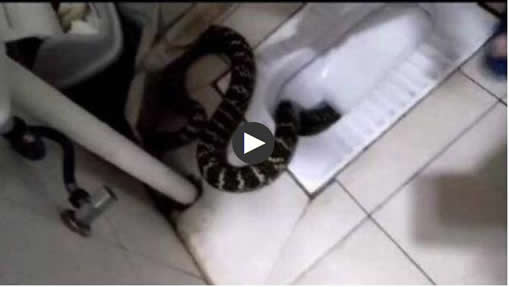 家中冒出一大蛇：家里进蛇什么预兆,家里有蛇怎么办