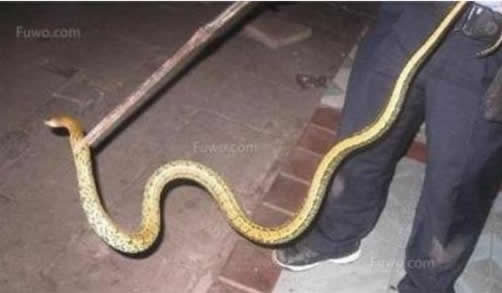 家中冒出一大蛇：家里进蛇什么预兆,家里有蛇怎么办