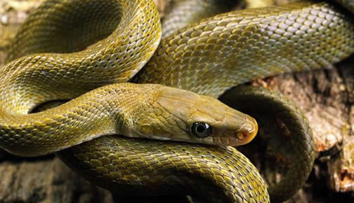 家中冒出一大蛇：家里进蛇什么预兆,家里有蛇怎么办