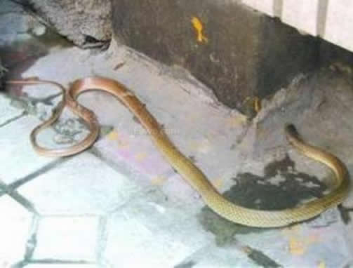 家中冒出一大蛇：家里进蛇什么预兆,家里有蛇怎么办