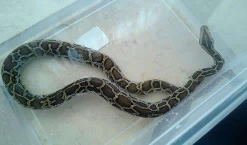 家中冒出一大蛇：家里进蛇什么预兆,家里有蛇怎么办