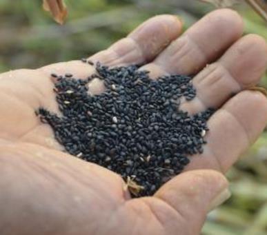 男人的十大补品:十大补肾壮阳食物排行榜 男人的十大补品:十大补肾壮阳食物排行榜