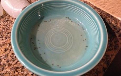 蚊子最怕这碗水!放房间一个蚊子都不敢进（图）