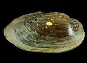 什么食物补阳:补阳的食物,10种补阳食物介绍 什么食物补阳:补阳的食物,10种补阳食物介绍