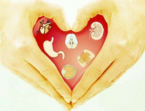 人体内器官分布图：关于人体内脏器官你了解多少