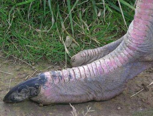 世界上最大的鸟长啥样：你见过几个,介绍世界最大几种鸟类