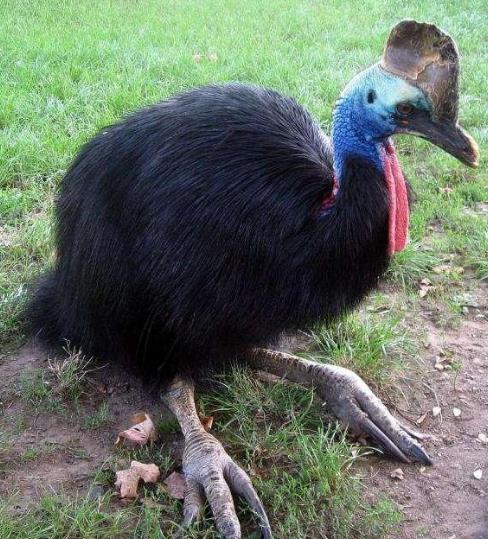 世界上最大的鸟长啥样：你见过几个,介绍世界最大几种鸟类