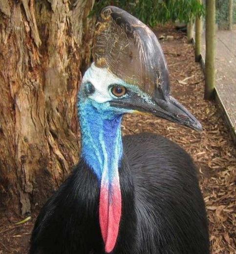 世界上最大的鸟长啥样：你见过几个,介绍世界最大几种鸟类