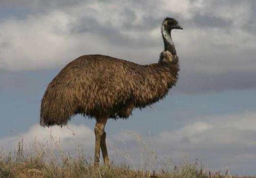 世界上最大的鸟长啥样：你见过几个,介绍世界最大几种鸟类
