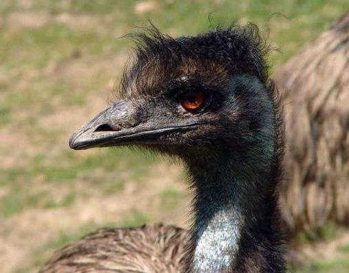 世界上最大的鸟长啥样：你见过几个,介绍世界最大几种鸟类