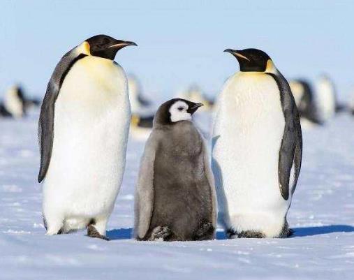 世界上最大的鸟长啥样：你见过几个,介绍世界最大几种鸟类