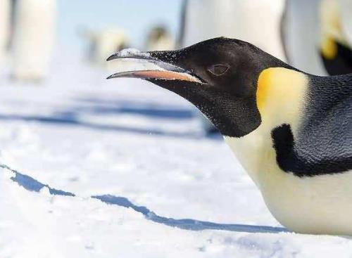 世界上最大的鸟长啥样：你见过几个,介绍世界最大几种鸟类