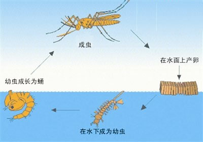 蚊子是怎么产生的:为什么要有蚊子,蚊子寿命及一生的几个阶段
