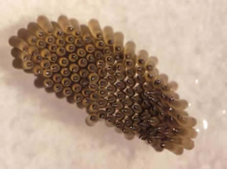 蚊子是怎么产生的：为什么要有蚊子,蚊子寿命及一生的几个阶段