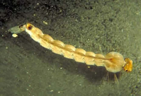 蚊子是怎么产生的：为什么要有蚊子,蚊子寿命及一生的几个阶段