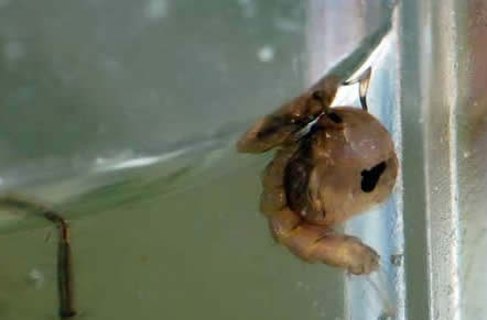 蚊子是怎么产生的：为什么要有蚊子,蚊子寿命及一生的几个阶段