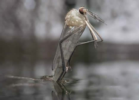 蚊子是怎么产生的：为什么要有蚊子,蚊子寿命及一生的几个阶段