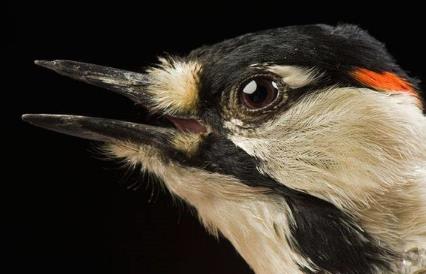 已经灭绝的鸟类盘点:世界上已灭绝的十大鸟类介绍 已经灭绝的鸟类盘点:世界上已灭绝的十大鸟类介绍