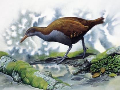 已经灭绝的鸟类盘点:世界上已灭绝的十大鸟类介绍 已经灭绝的鸟类盘点:世界上已灭绝的十大鸟类介绍