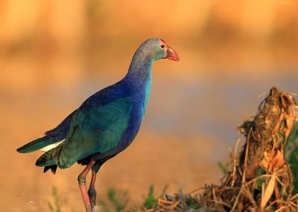 已经灭绝的鸟类盘点:世界上已灭绝的十大鸟类介绍 已经灭绝的鸟类盘点:世界上已灭绝的十大鸟类介绍