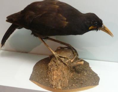 已经灭绝的鸟类盘点:世界上已灭绝的十大鸟类介绍 已经灭绝的鸟类盘点:世界上已灭绝的十大鸟类介绍