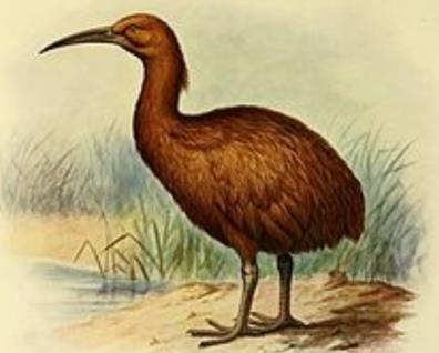 已经灭绝的鸟类盘点:世界上已灭绝的十大鸟类介绍 已经灭绝的鸟类盘点:世界上已灭绝的十大鸟类介绍