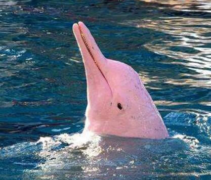 粉红瓶鼻海豚灭绝了吗:世界最大淡水海豚粉红瓶鼻海豚简介 粉红瓶鼻海豚灭绝了吗:世界最大淡水海豚粉红瓶鼻海豚简介