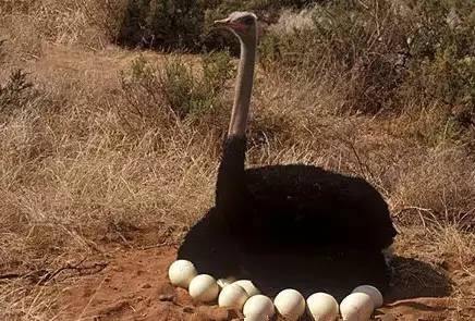 当今世界上最大的鸟:最大会飞的鸟,曾经世界最大的鸟 当今世界上最大的鸟:最大会飞的鸟,曾经世界最大的鸟