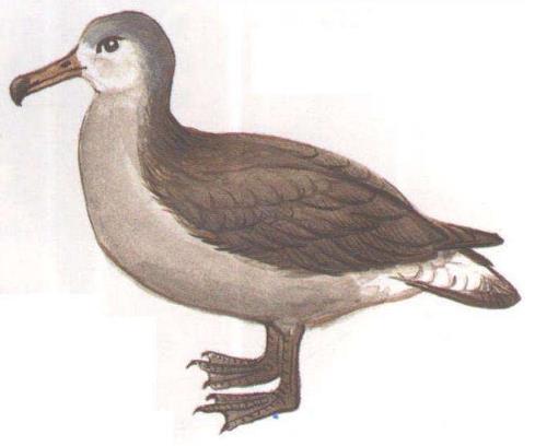 当今世界上最大的鸟:最大会飞的鸟,曾经世界最大的鸟 当今世界上最大的鸟:最大会飞的鸟,曾经世界最大的鸟