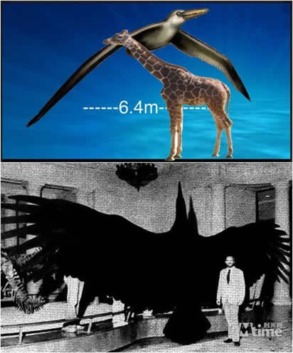 当今世界上最大的鸟:最大会飞的鸟,曾经世界最大的鸟 当今世界上最大的鸟:最大会飞的鸟,曾经世界最大的鸟