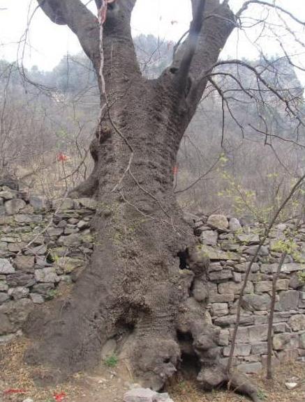 第一鬼村封门村灵异事件盘点:胆小请绕行(图) 第一鬼村封门村灵异事件盘点:胆小请绕行(图)