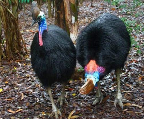 史上最危险杀人鸟：有绝技躲避暴脾气能踢穿铁板（图）