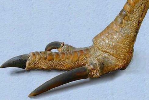 史上最危险杀人鸟：有绝技躲避暴脾气能踢穿铁板（图）