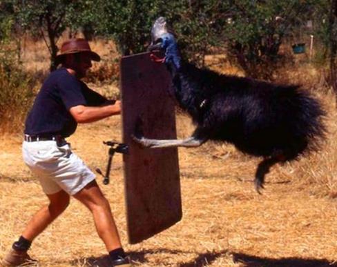 史上最危险杀人鸟：有绝技躲避暴脾气能踢穿铁板（图）