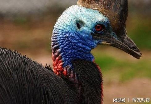 史上最危险杀人鸟：有绝技躲避暴脾气能踢穿铁板（图）