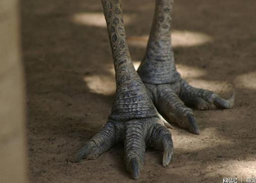 史上最危险杀人鸟:有绝技躲避暴脾气能踢穿铁板(图) 史上最危险杀人鸟:有绝技躲避暴脾气能踢穿铁板(图)
