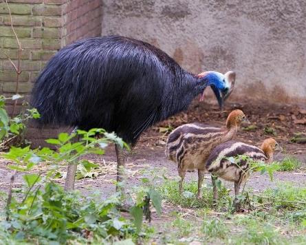 史上最危险杀人鸟:有绝技躲避暴脾气能踢穿铁板(图) 史上最危险杀人鸟:有绝技躲避暴脾气能踢穿铁板(图)