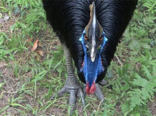 史上最危险杀人鸟:有绝技躲避暴脾气能踢穿铁板(图) 史上最危险杀人鸟:有绝技躲避暴脾气能踢穿铁板(图)