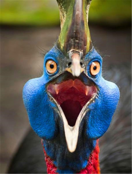 史上最危险杀人鸟:有绝技躲避暴脾气能踢穿铁板(图) 史上最危险杀人鸟:有绝技躲避暴脾气能踢穿铁板(图)