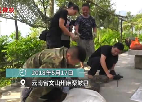 云南现34斤缅甸蟒:一条巨蟒17公斤重,森警及时救助放生 云南现34斤缅甸蟒:一条巨蟒17公斤重,森警及时救助放生