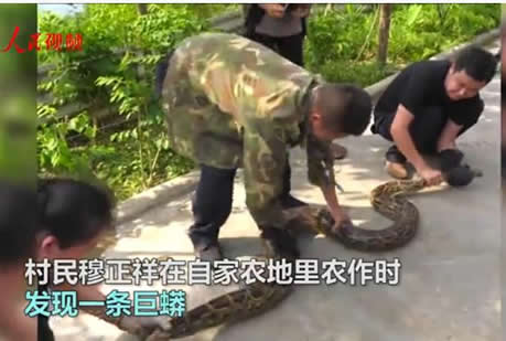 云南现34斤缅甸蟒:一条巨蟒17公斤重,森警及时救助放生 云南现34斤缅甸蟒:一条巨蟒17公斤重,森警及时救助放生