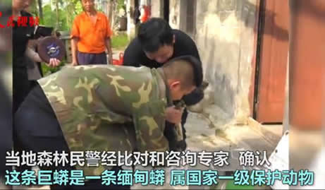 云南现34斤缅甸蟒:一条巨蟒17公斤重,森警及时救助放生 云南现34斤缅甸蟒:一条巨蟒17公斤重,森警及时救助放生