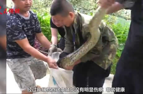 云南现34斤缅甸蟒:一条巨蟒17公斤重,森警及时救助放生 云南现34斤缅甸蟒:一条巨蟒17公斤重,森警及时救助放生