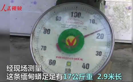 云南现34斤缅甸蟒：一条巨蟒17公斤重,森警及时救助放生